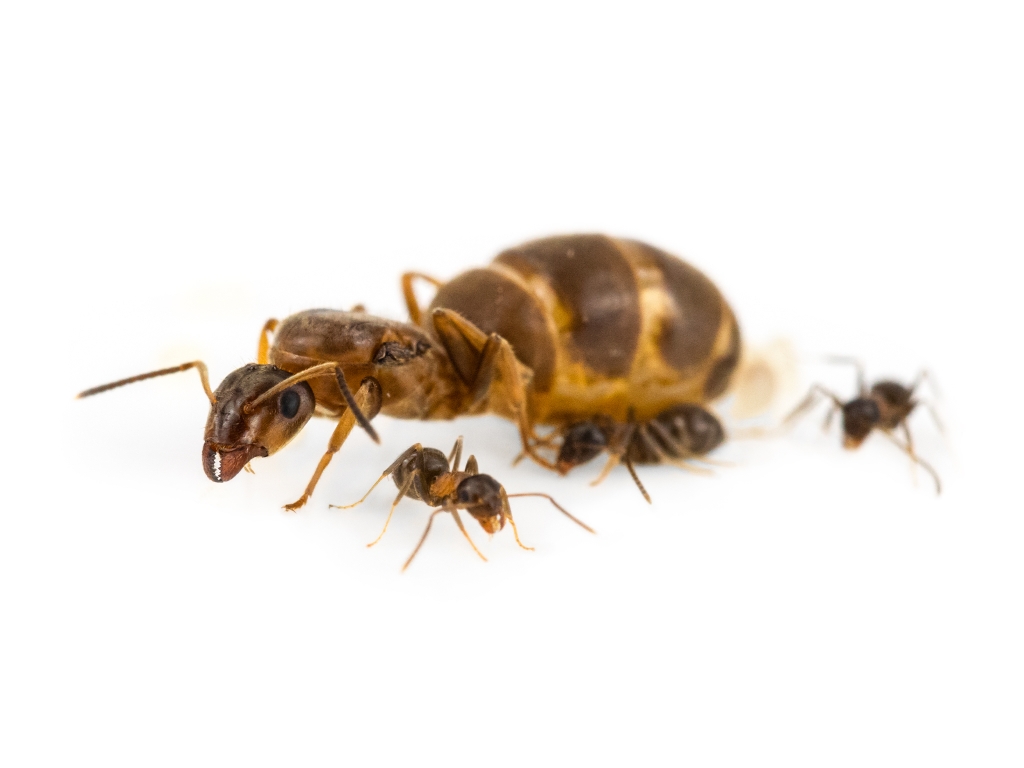 Lasius brunneus (Braune Holzameise)